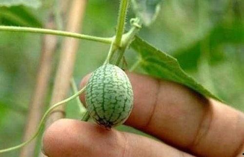 如何成功吃瓜,揭秘成功吃瓜的秘诀与技巧